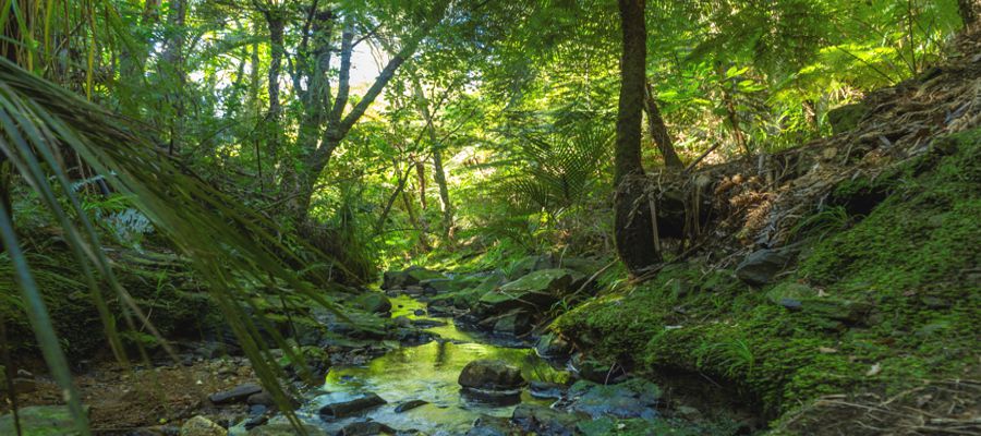 Surrounded by native bush